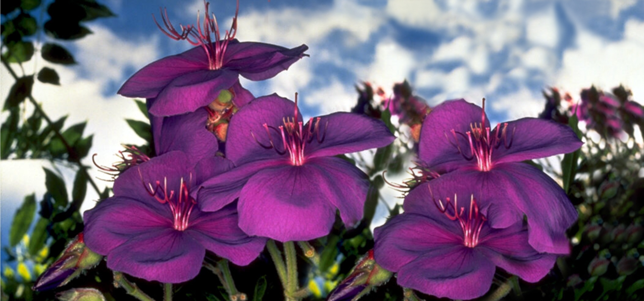 P 025 Purple Rosidea